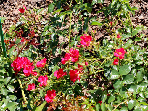 Rosenfest 2019 – Foto 9
