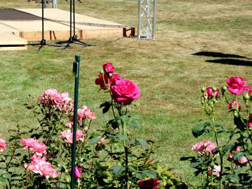 Rosenfest 2019 – Foto 13