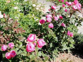 Foto 225409 im Album