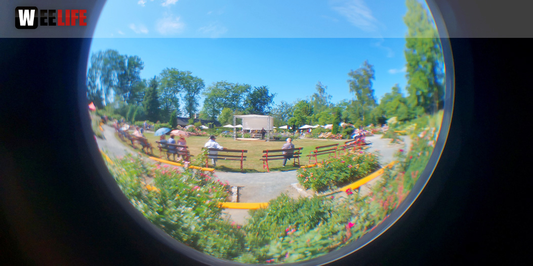 Rosenfest 2019