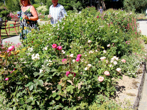 Rosenfest 2019 – Foto 50