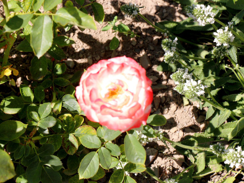 Rosenfest 2019 – Foto 51