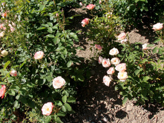 Foto 225437 im Album