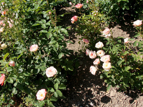 Rosenfest 2019 – Foto 52