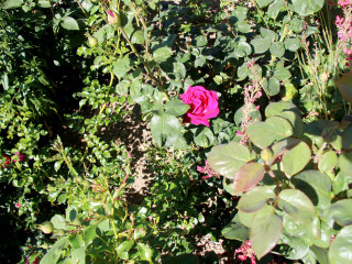 Foto 225439 im Album