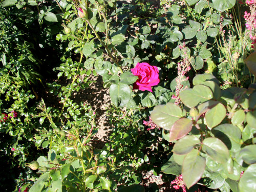 Rosenfest 2019 – Foto 54