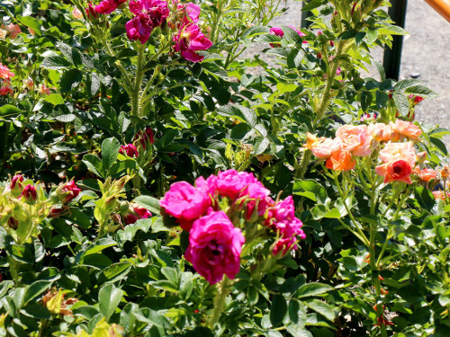 Rosenfest 2019 – Foto 60