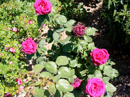 Rosenfest 2019 – Foto 74
