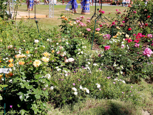 Rosenfest 2019 – Foto 83