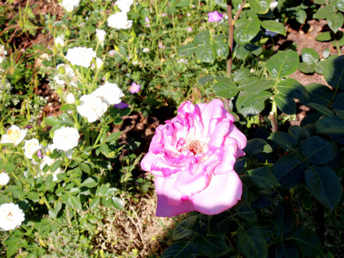Rosenfest 2019 – Foto 103