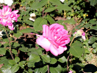 Foto 225490 im Album