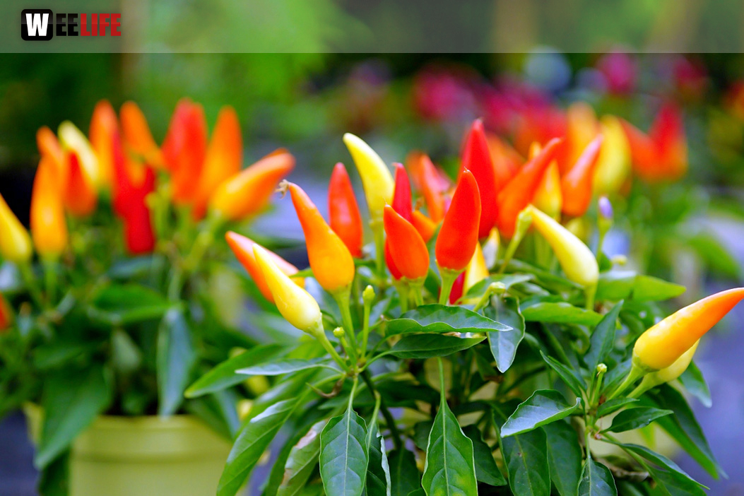 8. Hofer Chillifest 2019
