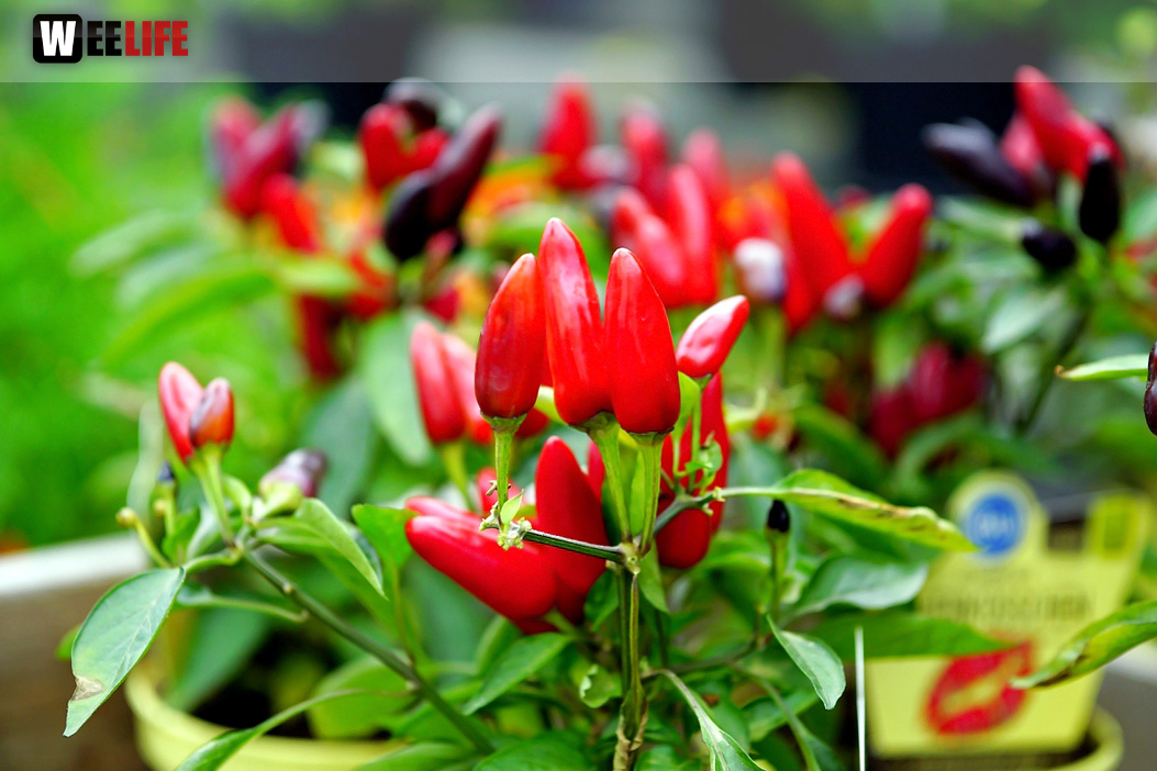 8. Hofer Chillifest 2019