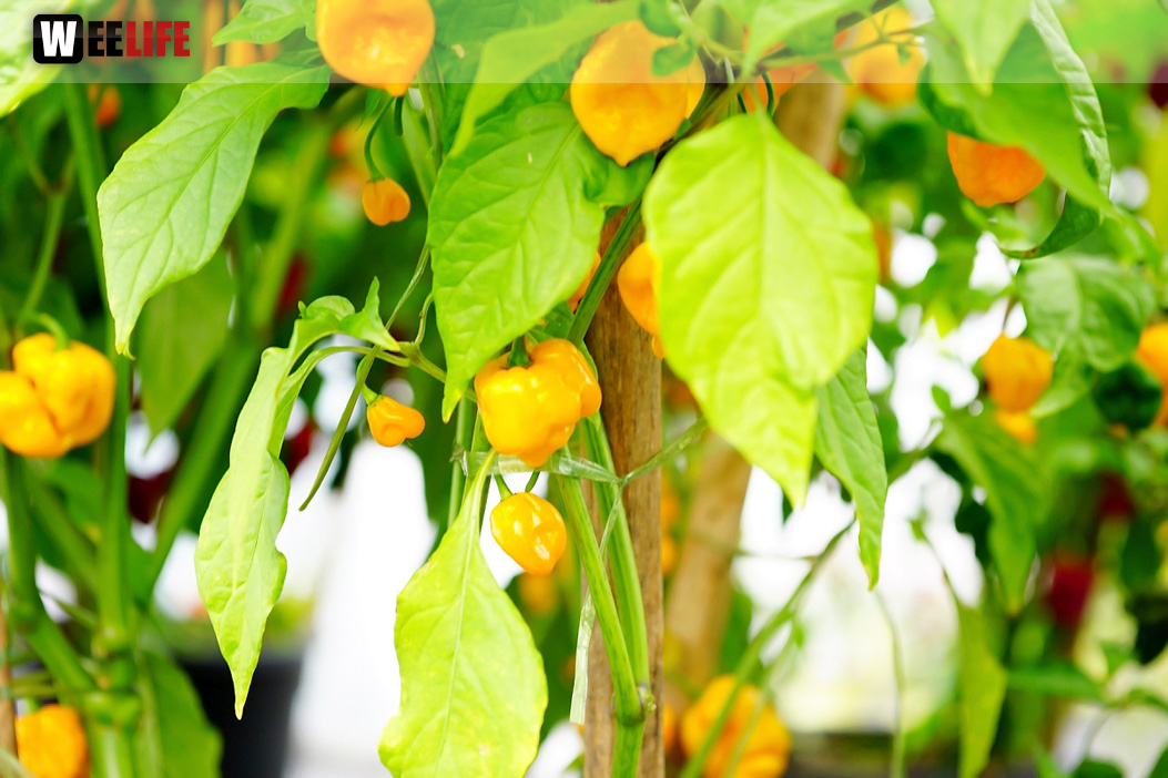 8. Hofer Chillifest 2019
