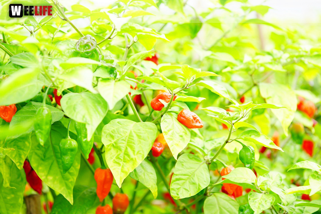 8. Hofer Chillifest 2019