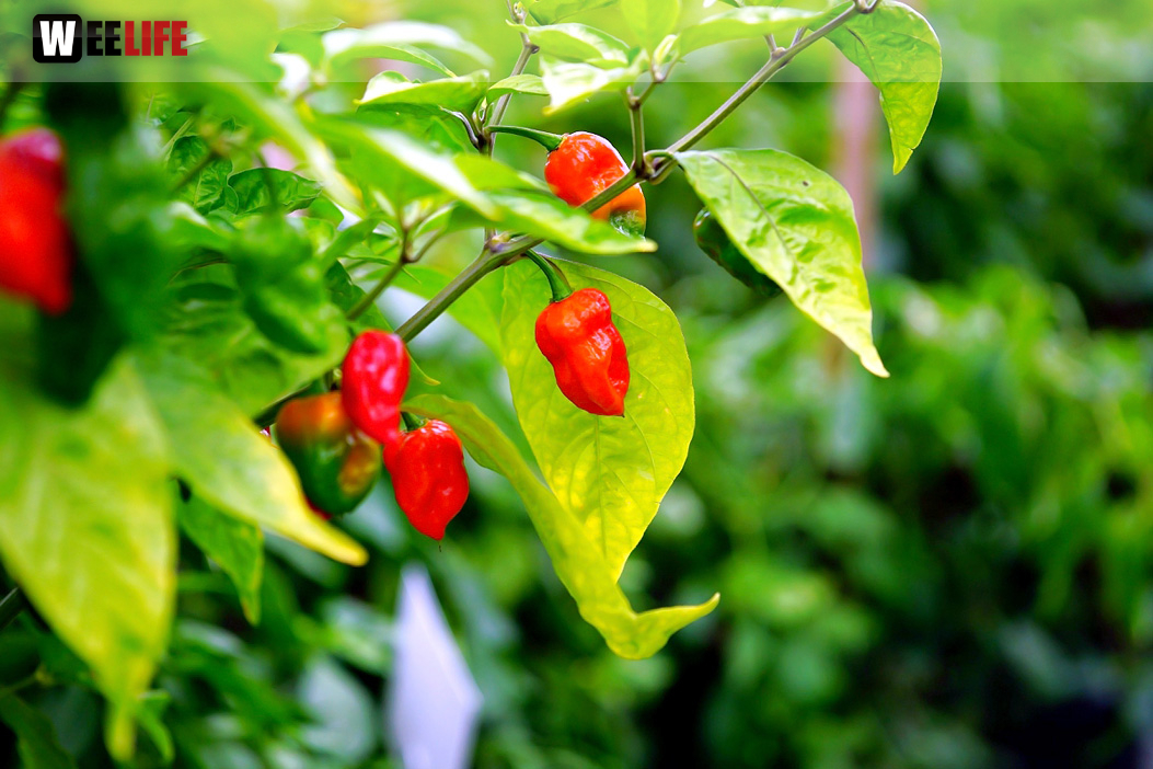 8. Hofer Chillifest 2019