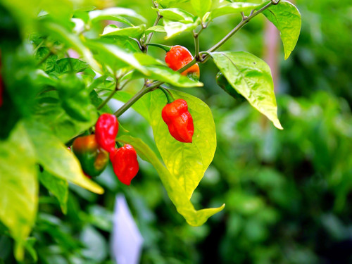 8. Hofer Chillifest 2019 – Foto 11