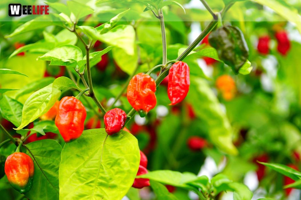 8. Hofer Chillifest 2019
