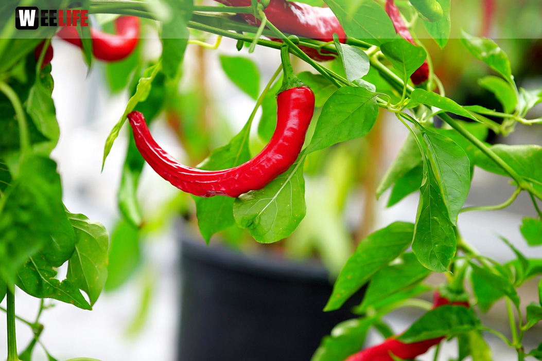 8. Hofer Chillifest 2019