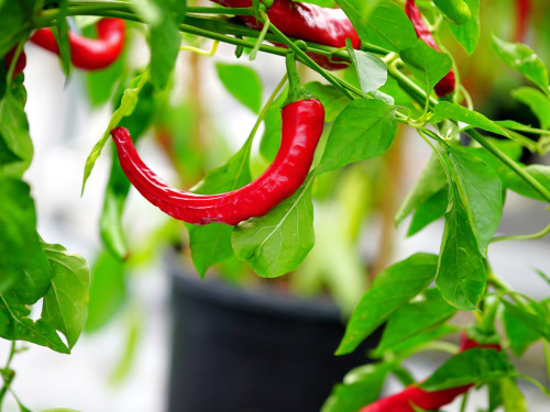 8. Hofer Chillifest 2019 – Foto 13