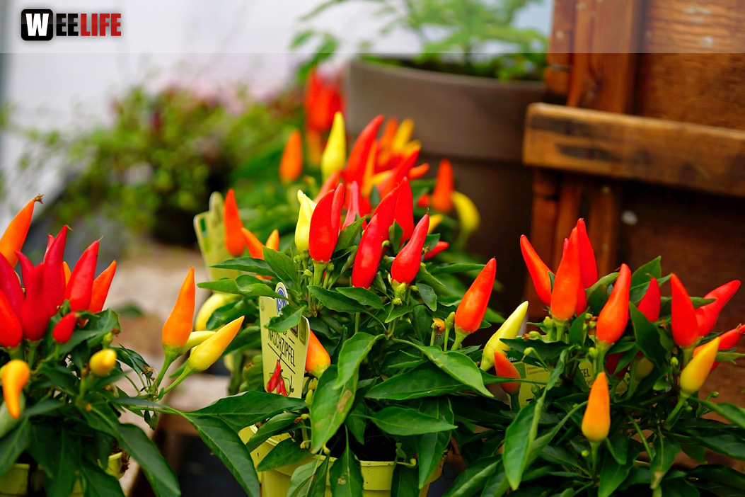 8. Hofer Chillifest 2019