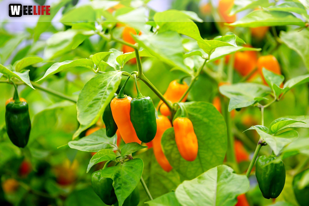 8. Hofer Chillifest 2019