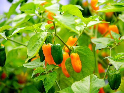 8. Hofer Chillifest 2019 – Foto 15