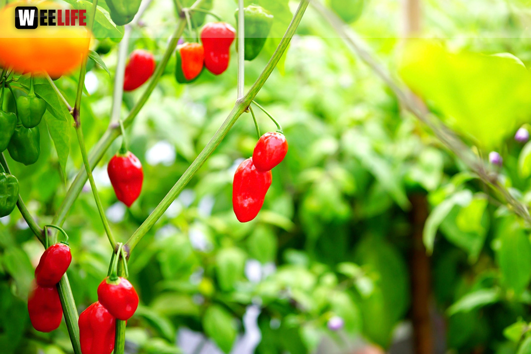 8. Hofer Chillifest 2019