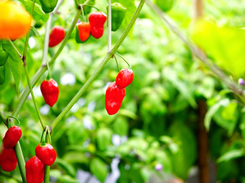 8. Hofer Chillifest 2019 – Foto 16