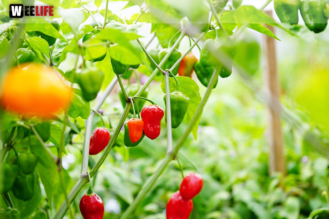 8. Hofer Chillifest 2019