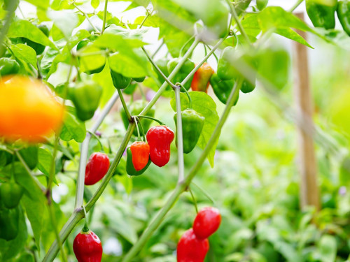 8. Hofer Chillifest 2019 – Foto 17