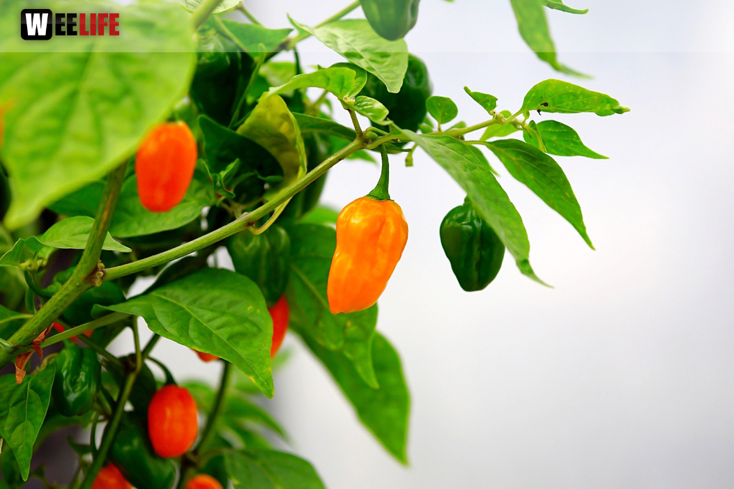 8. Hofer Chillifest 2019