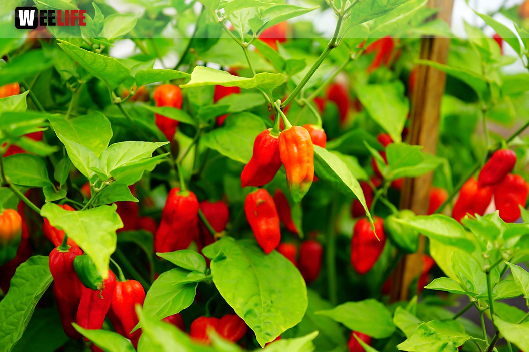 8. Hofer Chillifest 2019