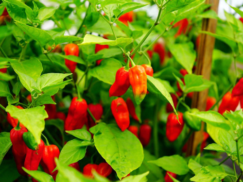 8. Hofer Chillifest 2019 – Foto 19