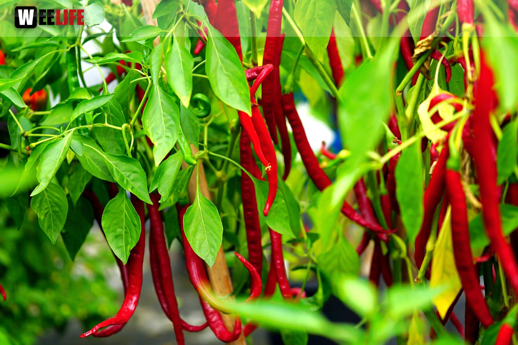 8. Hofer Chillifest 2019