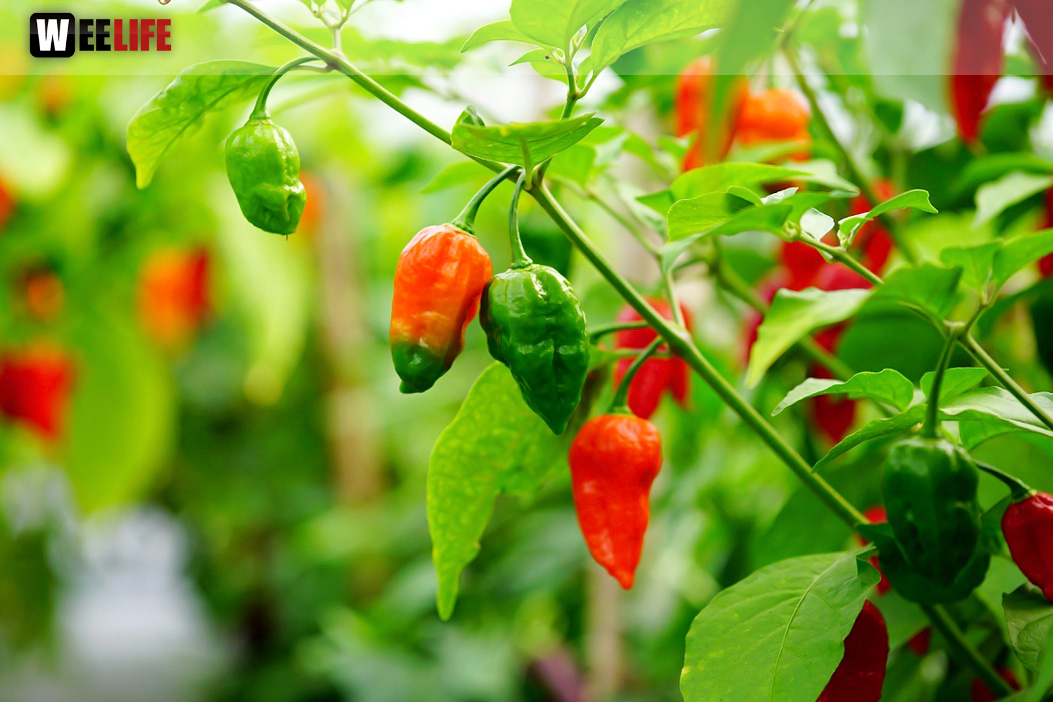 8. Hofer Chillifest 2019