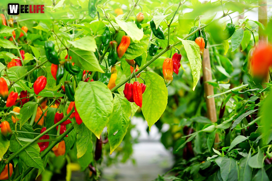8. Hofer Chillifest 2019