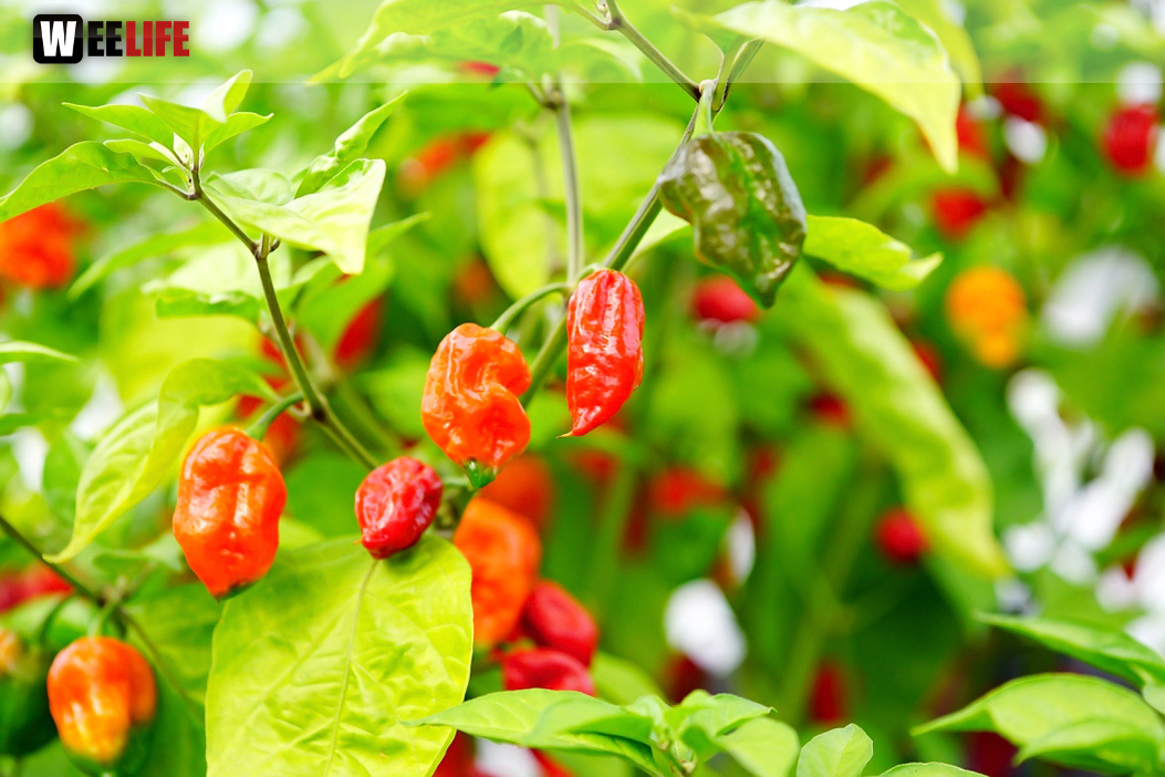 8. Hofer Chillifest 2019