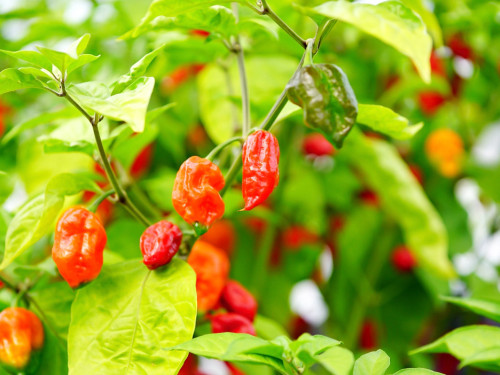8. Hofer Chillifest 2019 – Foto 23