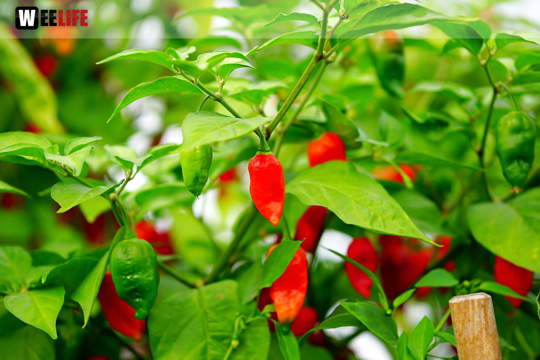 8. Hofer Chillifest 2019
