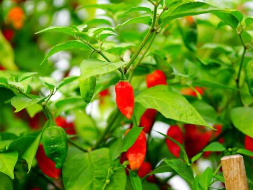 8. Hofer Chillifest 2019 – Foto 24