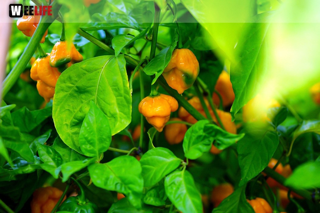 8. Hofer Chillifest 2019