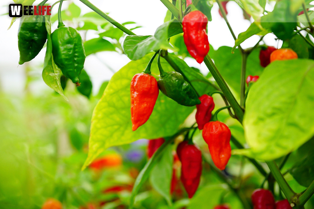 8. Hofer Chillifest 2019
