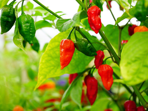 8. Hofer Chillifest 2019 – Foto 26