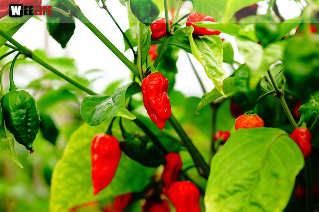 8. Hofer Chillifest 2019