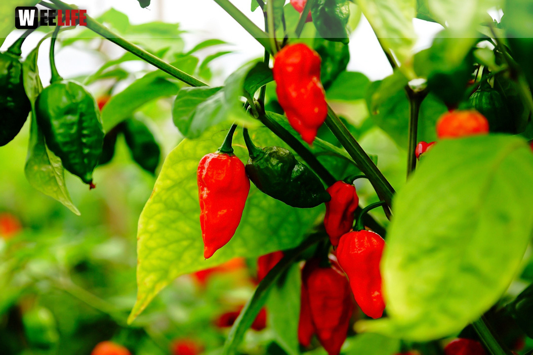 8. Hofer Chillifest 2019