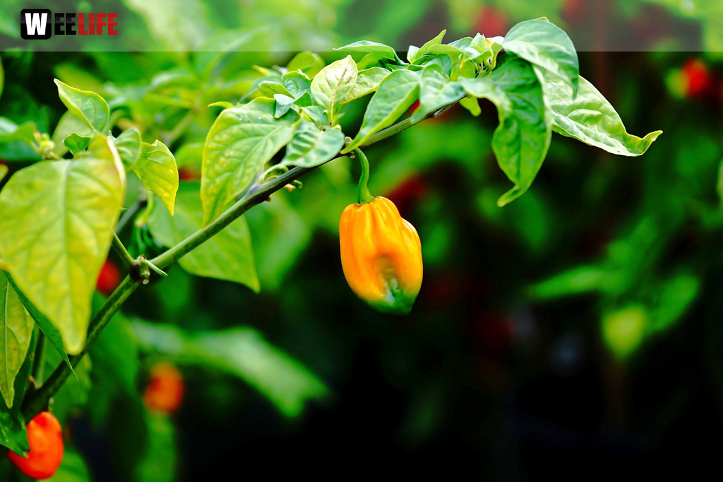 8. Hofer Chillifest 2019