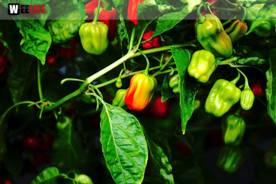 8. Hofer Chillifest 2019