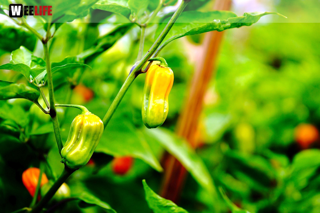 8. Hofer Chillifest 2019