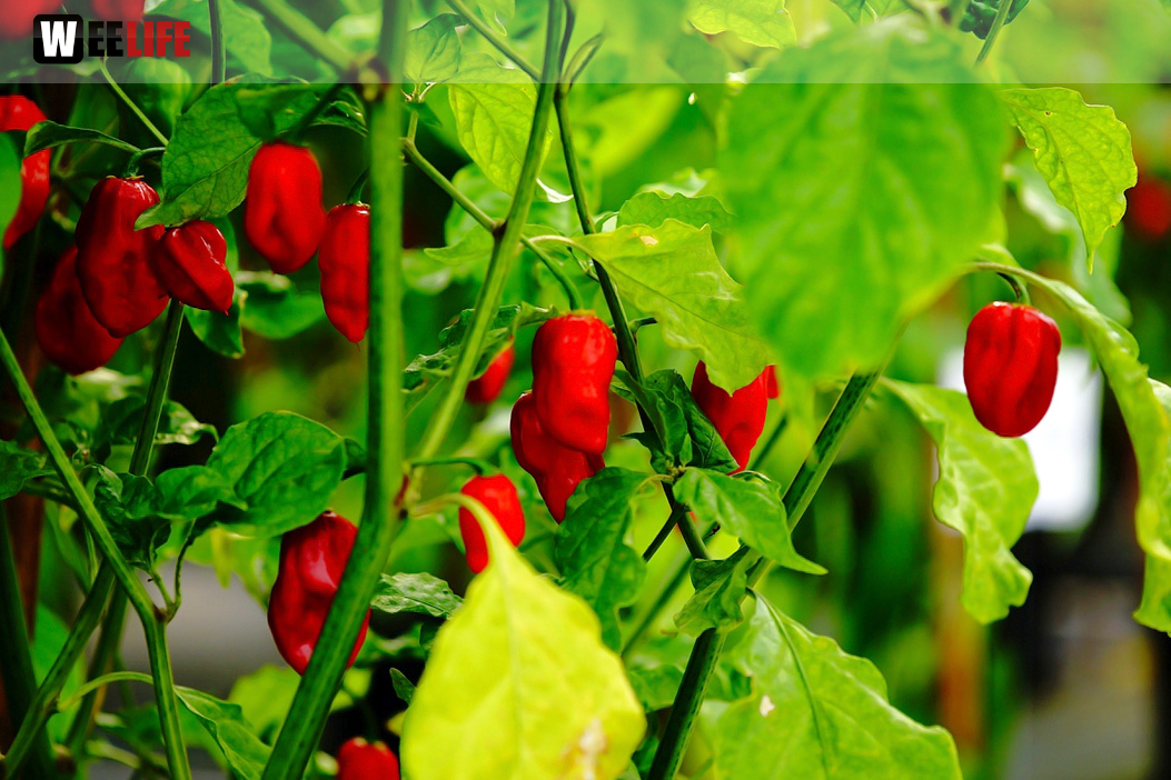 8. Hofer Chillifest 2019